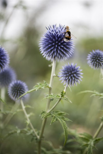 Echinops ritro, Kugeldistel, stahlblau, ca. 9x9 cm Topf