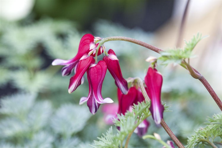 Herzensbrecherblume im Detail