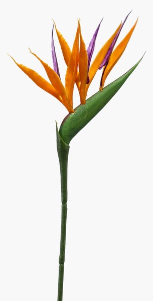 Nahaufnahme einer Strelitzie Blüte mit orangefarbenen und violetten Blütenblättern.