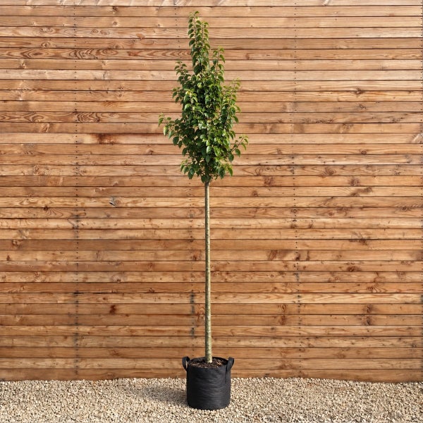 Junger Baum als Hochstamm in einem schwarzen Pflanzsack vor einer Holzwand