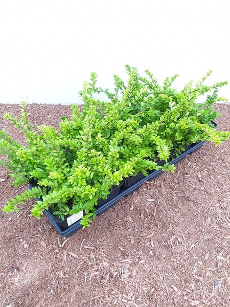 Lonicera nitida 'Maigrün', Heckenmyrte, immergrün, ca. 9x9 cm Topf