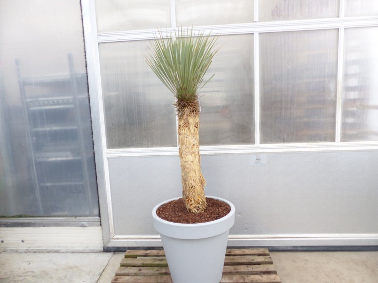 Yucca Rostrata  Mexico, Palme, 170 cm, Stamm 78 cm winterhart