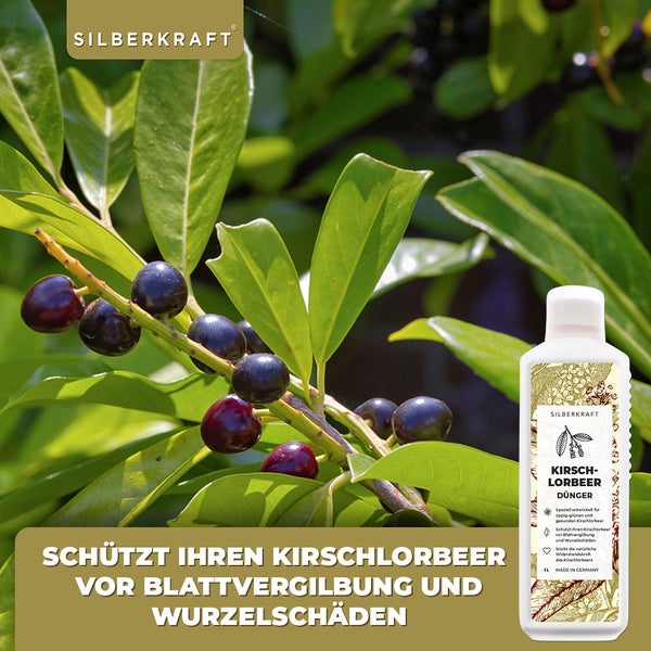 SILBERKRAFT Kirschlorbeer Dünger – NPK Flüssigdünger – 1 Liter
