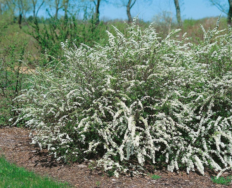 Blühender Grauer Spierstrauch Spiraea cinerea Grefsheim mit zahlreichen weißen Blüten an bogig überhängenden Zweigen im Garten.