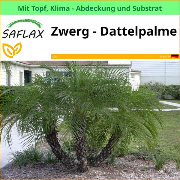 Saflax Zwerg Dattelpalme mit Topf, Klimaabdeckung und Substrat