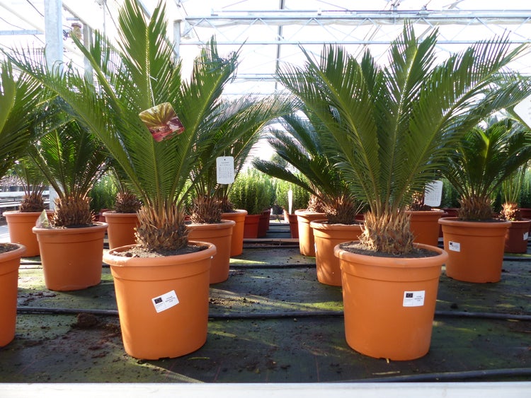 XL Palmfarn 70 - 100 cm Cycas Revoluta Sagopalme Palme, innen + außen