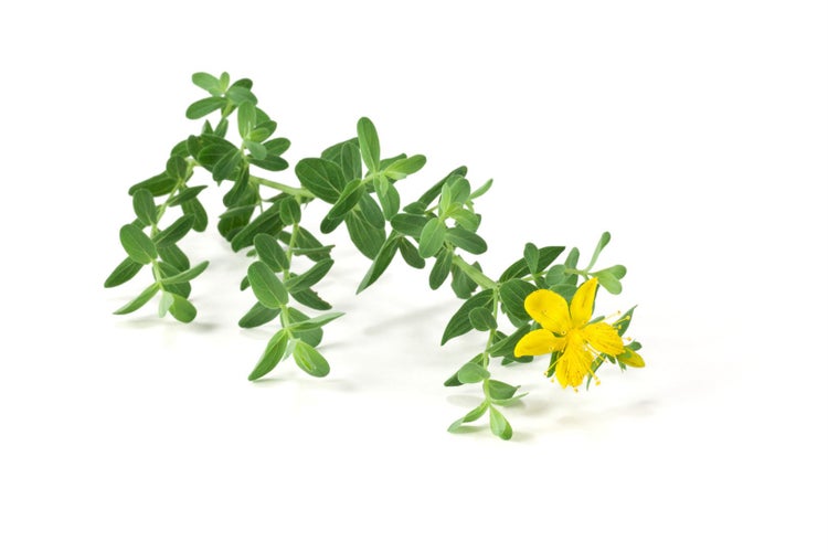 Hypericum perforatum, Johanniskraut, gelb, ca. 9x9 cm Topf
