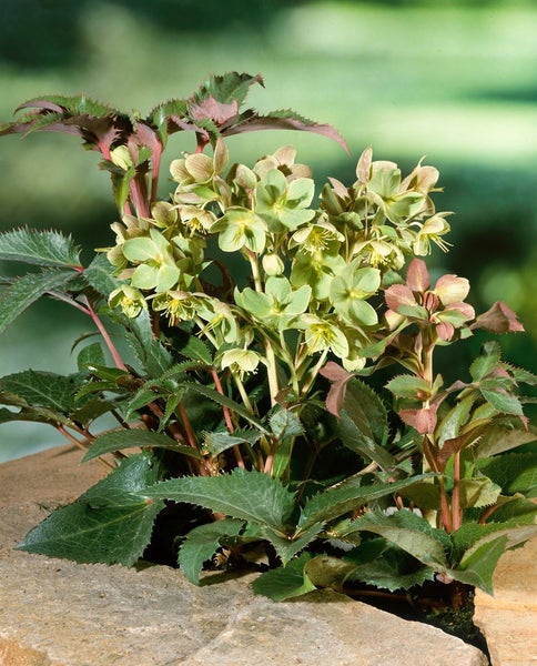 Helleborus x sternii, Nieswurz, immergrün, ca. 11x11 cm Topf