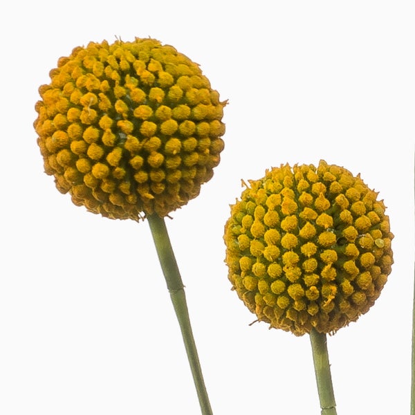 Zwei gelbe, kugelförmige Blütenköpfe der Craspedia an grünen Stielen.