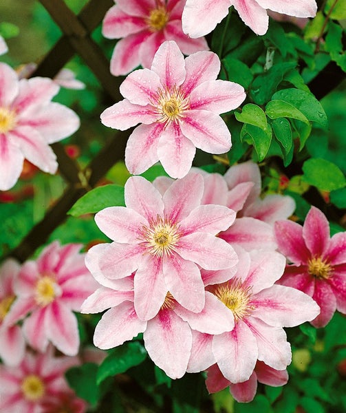 Clematis 'Bees Jubilee', rosa-weiß, 60–100 cm