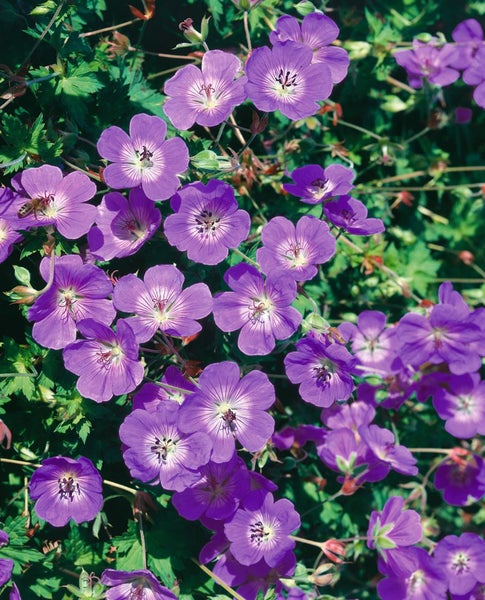 Geranium sanguineum 'Aviemore', Storchschnabel, rosa, ca. 9x9 cm Topf