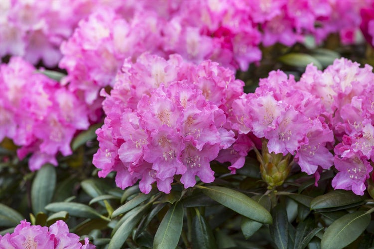 Rhododendron Hybr. 'Anastasia', Rhododendron, rosa Blüten, 30–40 cm