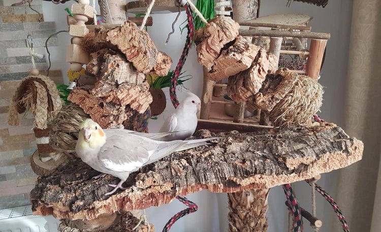 Vogelspielplatz aus Naturholz und Korkrinde mit Kletterseilen und Sitzstangen, auf dem zwei Nymphensittiche sitzen.