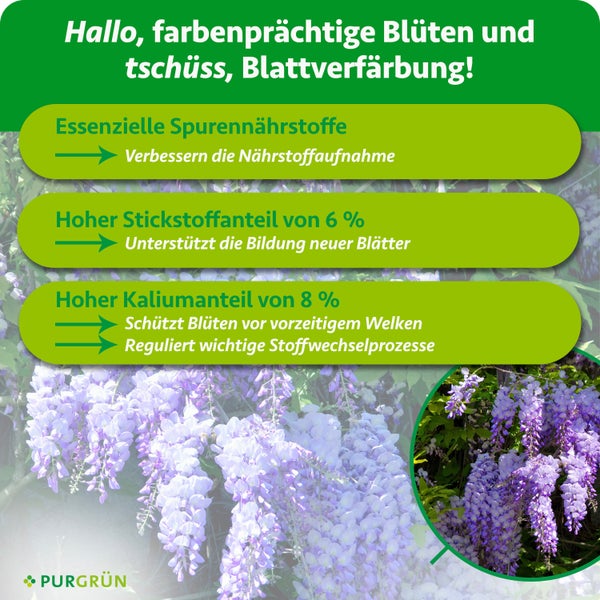 Infografik zu Pflanzendünger: 6 Prozent Stickstoff für Blätter und 8 Prozent Kalium für Blütenpracht. Purgrün Logo.