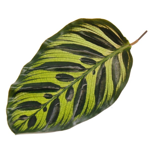 Schattenpflanze mit besonderem Blattmuster Calathea makoyana Korbmarante 14cm Topf ca. 35-40cm hoch