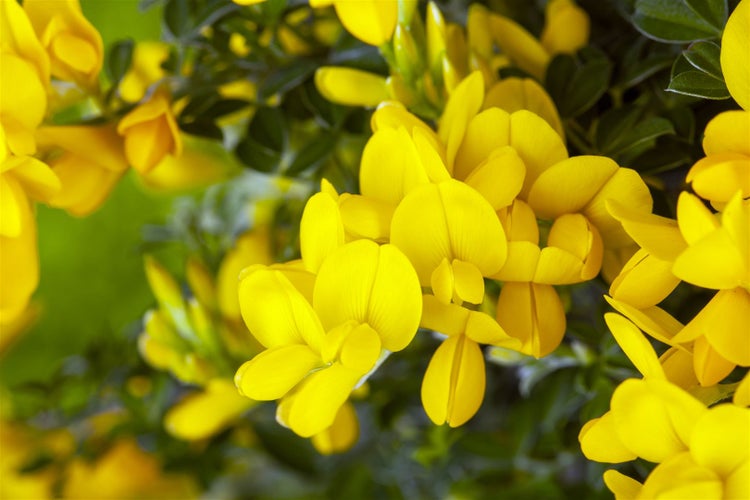 Genista tinctoria 'Royal Gold', Färber-Ginster, goldgelb, 30–40 cm