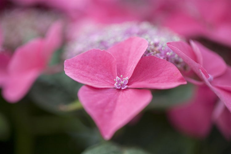 Nahaufnahme einer rosa Bauernhortensie