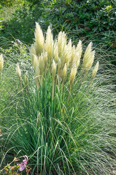 Cortaderia selloana 'Senior', Pampasgras, silbrig-weiß, 3-5 Liter Container