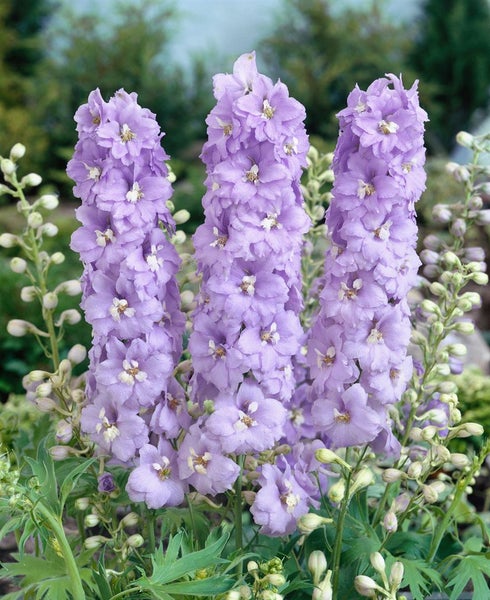 Delphinium Pacific 'Guinevere', Rittersporn, rosa, ca. 11x11 cm Topf