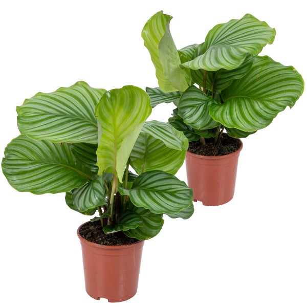 2x Calathea Orbifolia - Pfauenpflanze - Zimmerpflanze - Desodorierend - ⌀14 cm - ↕40-45 cm