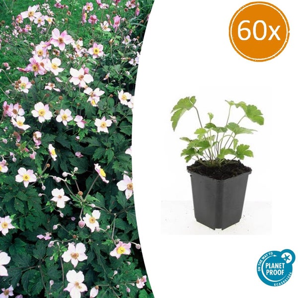 Herbst-Anemone Anemone hupehensis im 60er-Pack, Jungpflanze im Topf und blühende Rabatte, Planet Proof zertifiziert.