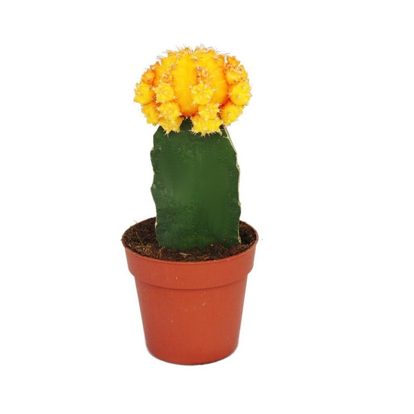 Gelber Gymnocalycium mihanovichii Kaktus auf grüner Unterlage in einem braunen Kunststofftopf.