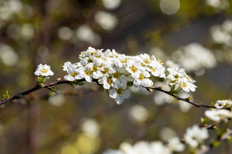 Spiraea cinerea 'Grefsheim', Asch-Spiere, weiß, 60–80 cm