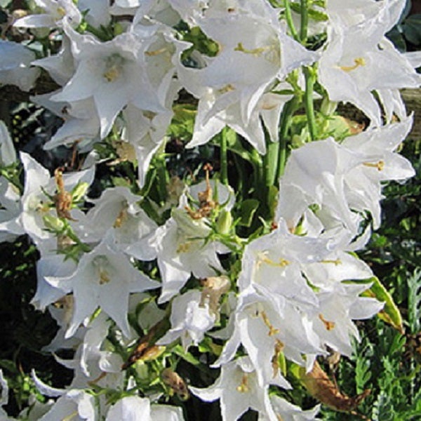 Nahaufnahme einer Gruppe von weißen Türkenglockenblumen.