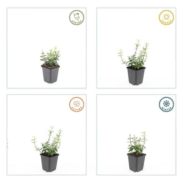 Bodendecker - Kriechspindel - Euonymus fortunei 'Harlequin' - 9cm Topf - Set mit 12 Pflanzen