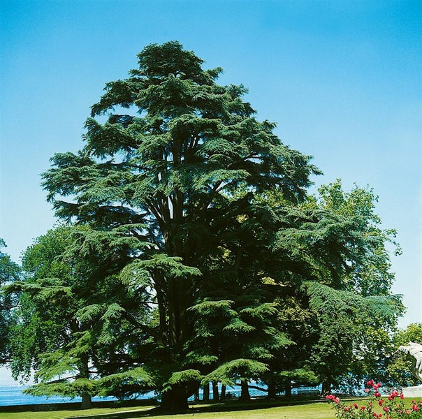 Großer Zedernbaum im Garten