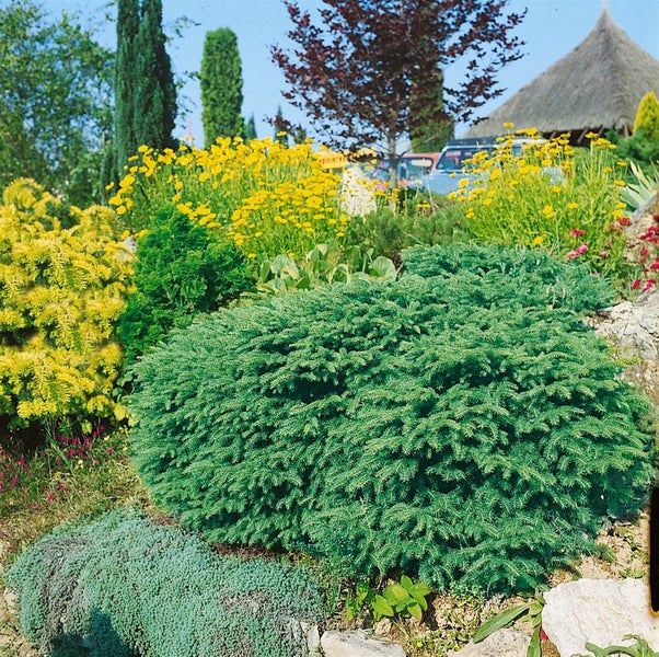 Picea abies 'Nidiformis', Nestfichte, kompakt, 20–30 cm