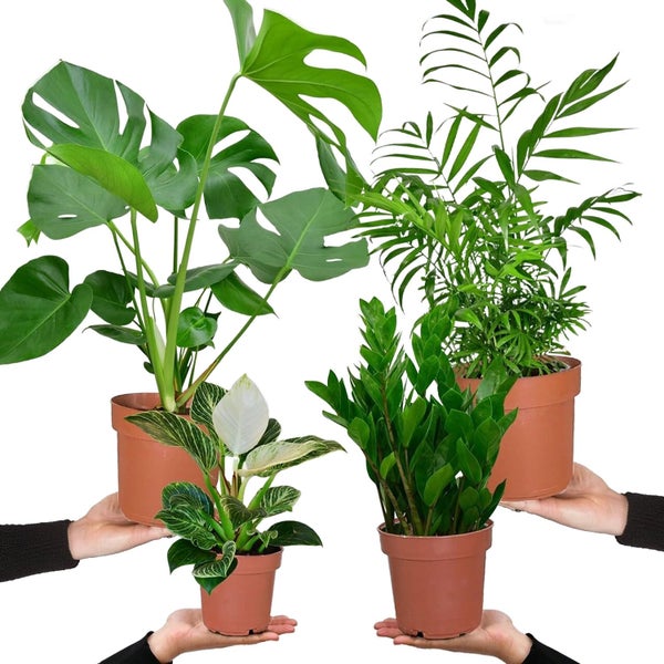 4er Zimmerpflanzen Set mit Bergpalme, Monstera, Philodendron Birkin und Glücksfeder – pflegeleicht, luftreinigend – Höhe 20–70 cm, Töpfe 10,5–17 cm