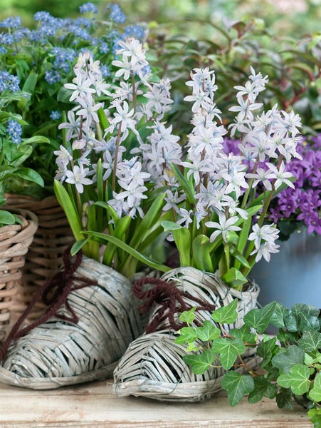 Szene mit blühenden Scilla-Pflanzen in schuhförmigen Körben