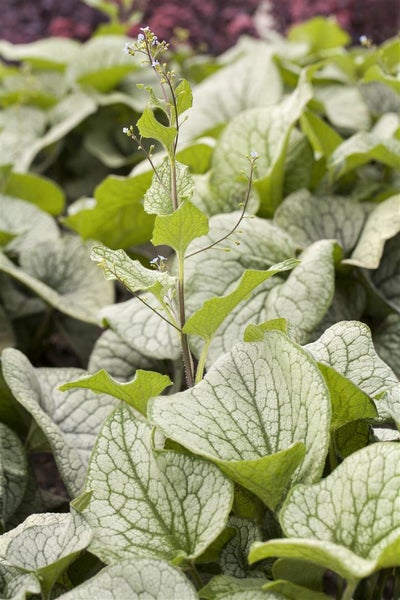 Brunnera macrophylla, Kaukasusvergissmeinnicht, ca. 9x9 cm Topf