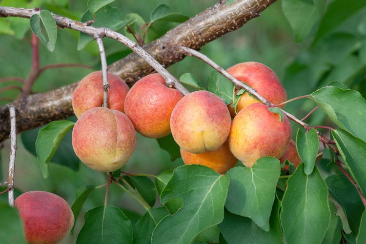 Prunus armeniaca 'Ungarische Beste', Aprikose, 150–200 cm