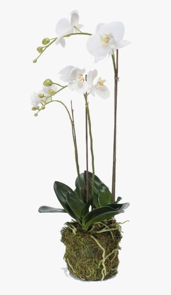 Nahaufnahme einer weißen Orchidee mit mehreren Blüten und grünen Knospen am Stiel.