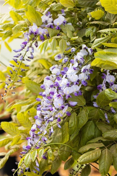 Wisteria floribunda 'Macrobotrys', Japanische Blauregen, 40–60 cm