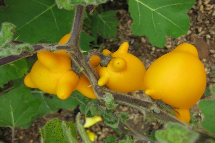 SAFLAX Garden to go - Kuheuterpflanze - Solanum mammosum - 10 Samen - Mit Topf, Klima - Deckel und Anzuchtsubstrat