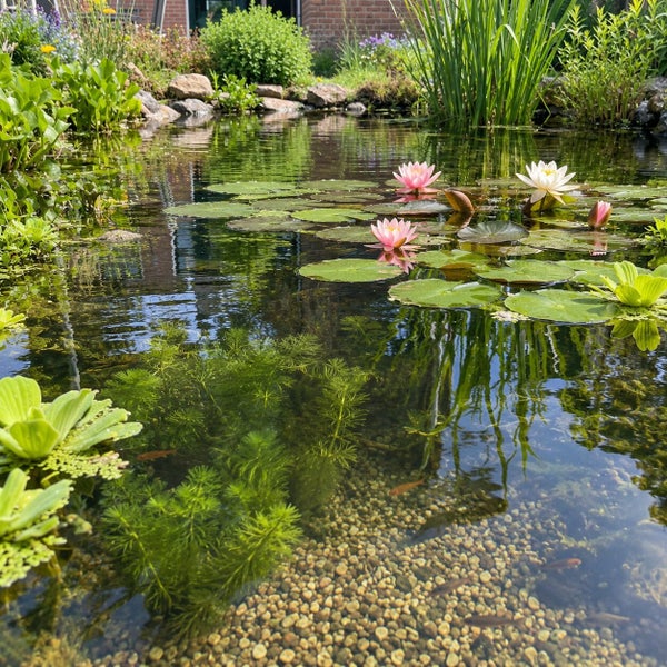 Gartenteich mit Seerosen, Wasserpflanzen, Kieselsteingrund und kleinen Fischen in einer naturnahen Umgebung.