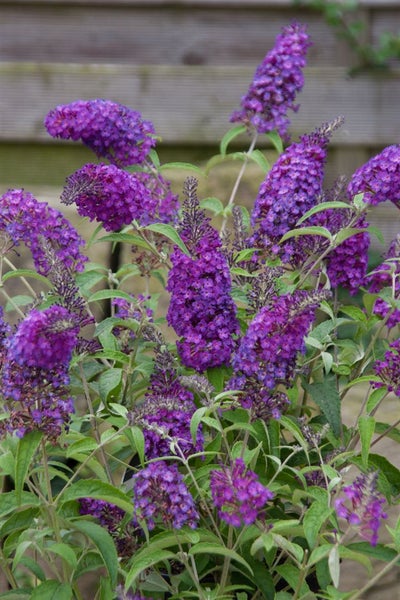Buddleja 'Buzz Pink Purple', Schmetterlingsflieder, pink-lila, 40–60 cm