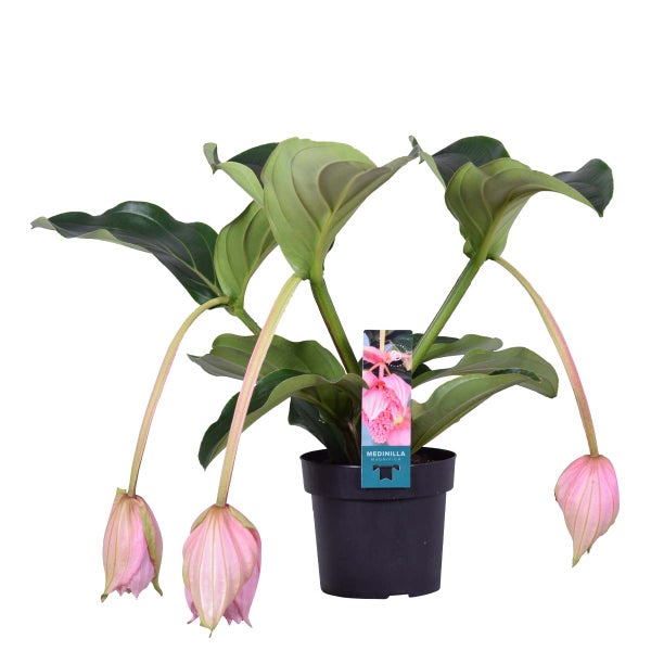 Medinilla magnefica – Sprühblume – Zimmerpflanze – Pflegeleicht – ⌀17 cm - ↕50-60 cm