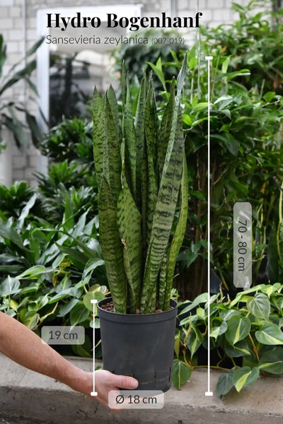 Büropflanze Hydro XL Bogenhanf in Hydrokultur | Sansevieria laurentii | Zimmerpflanze 70–80 cm hoch | Betonoptik Vase 44 cm