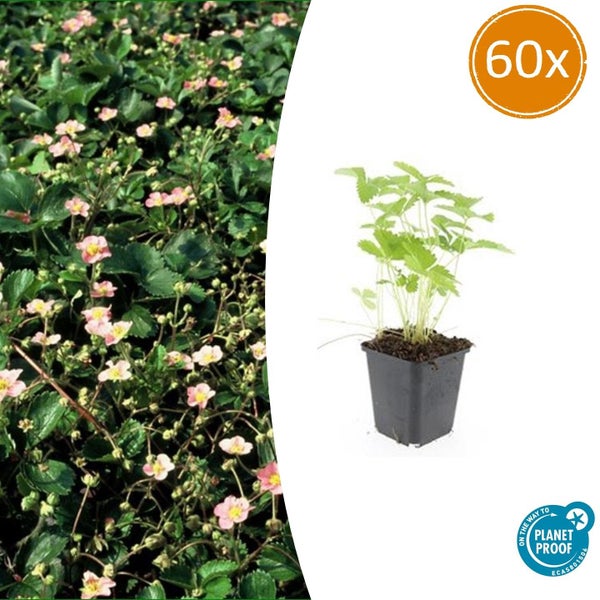 Bodendecker - Walderdbeere - Fragaria vesca - 9cm Topf - Set mit 60 Pflanzen