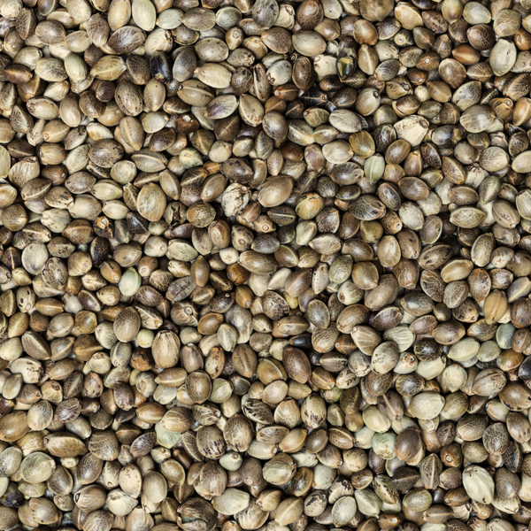 Hanfsamen aus der Nähe