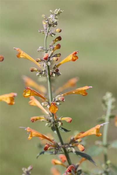 Agastache aurantiaca, Duftnessel, orange, ca. 11x11 cm Topf