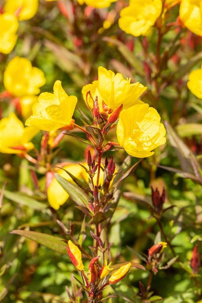 Oenothera pilosella 'Yella Fella', Nachtkerze, gelb, ca. 9x9 cm Topf