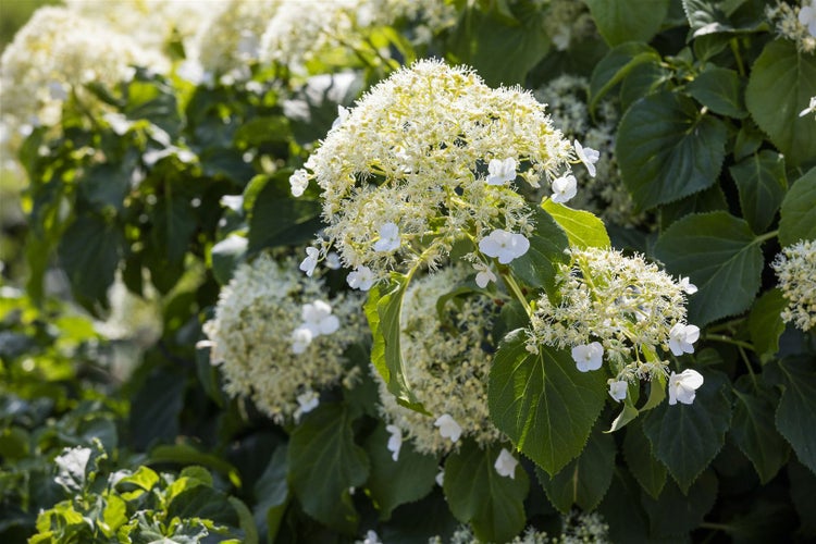 Hydrangea petiolaris, Kletterhortensie, weiß, 100–125 cm