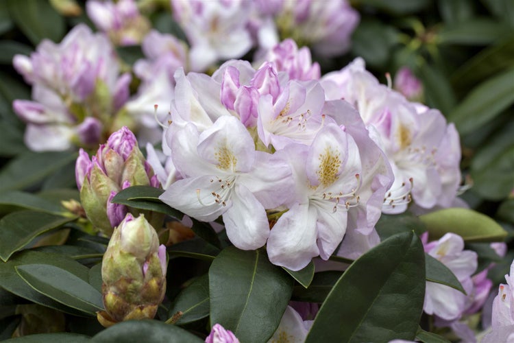 Rhododendron Hybr. 'Gomer Waterer', Rhododendron, weiß-rosa, 30–40 cm