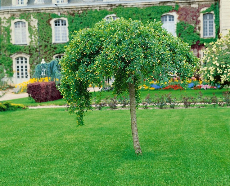 Caragana arborescens 'Pendula', Hänge-Erbsenstrauch, 125 cm Stammhöhe