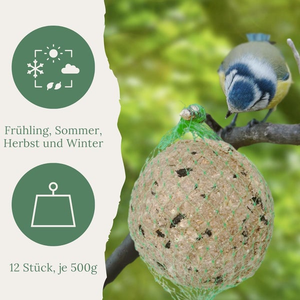 Blaumeise an Meisenknödel im Netz